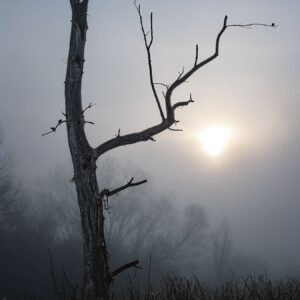Sentinel in the Mist