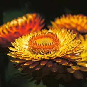 Strawflowers