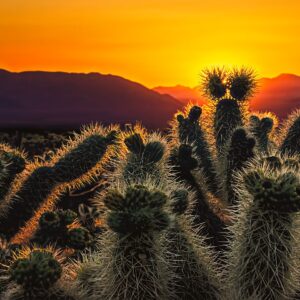 Sunrise in the Cholla Gardens