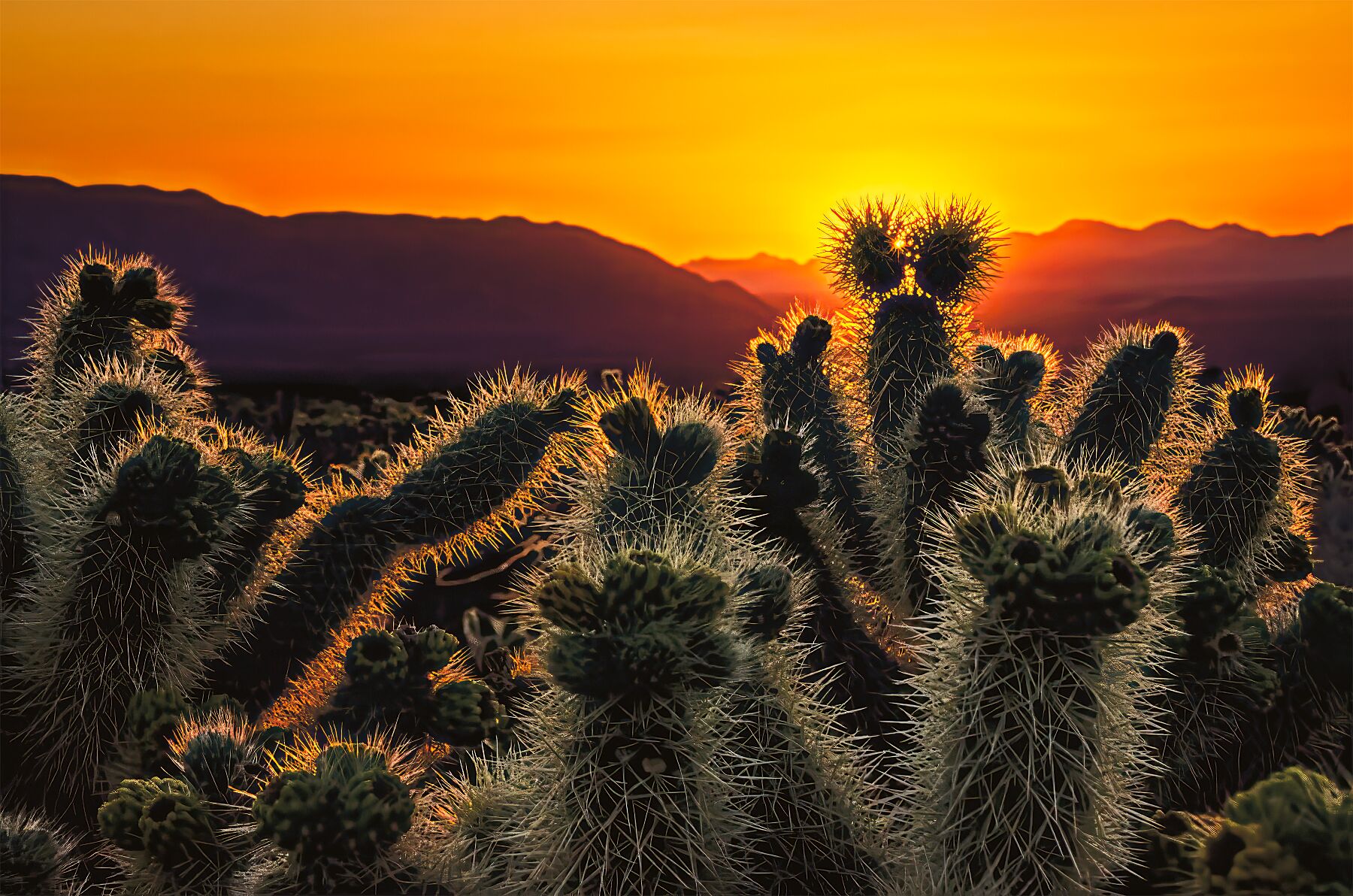 Sunrise in the Cholla Gardens