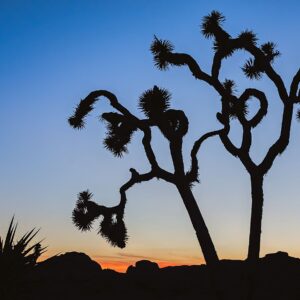 Joshua Tree Dance