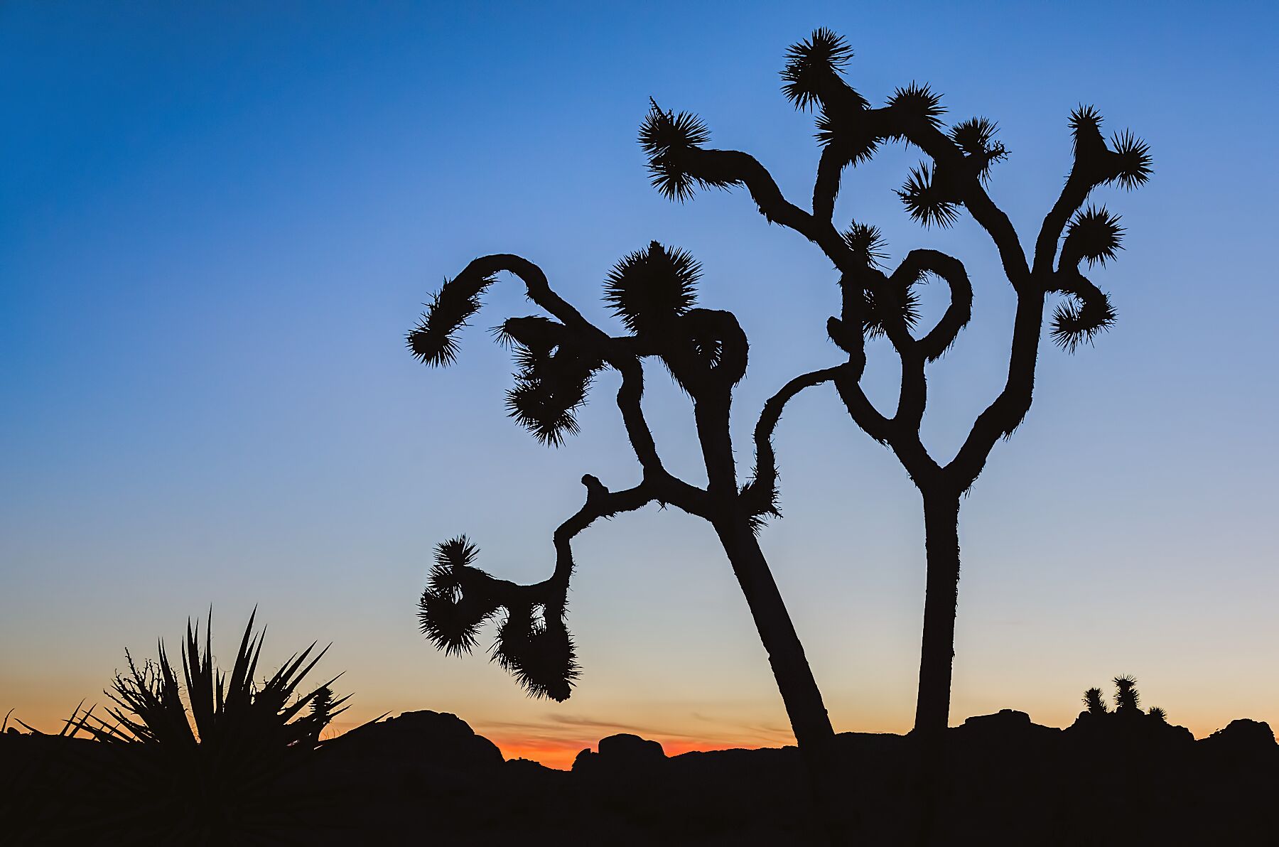 Joshua Tree Dance