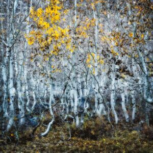 Bishop Creek Aspens