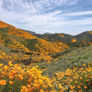 Super Bloom