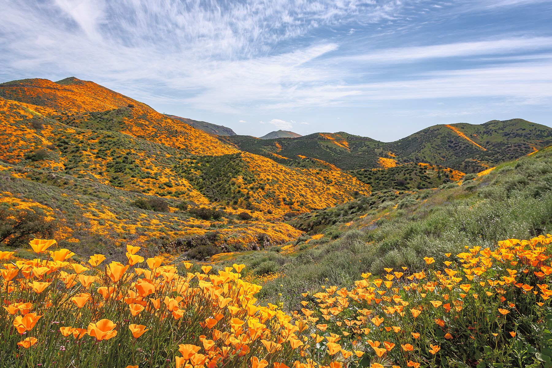 Super Bloom